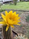 Trichocereus Hybrid gelb